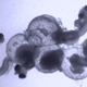 Illustration for article titled A deadly poison created by mixing sunlight and oil in shallow water